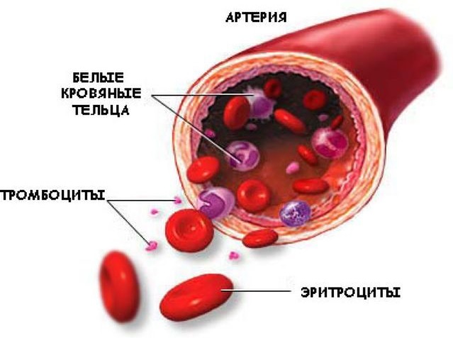 Состав и функции крови