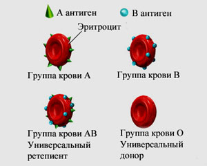 Состав и функции крови