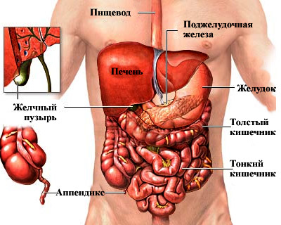 Внутренние органы человека